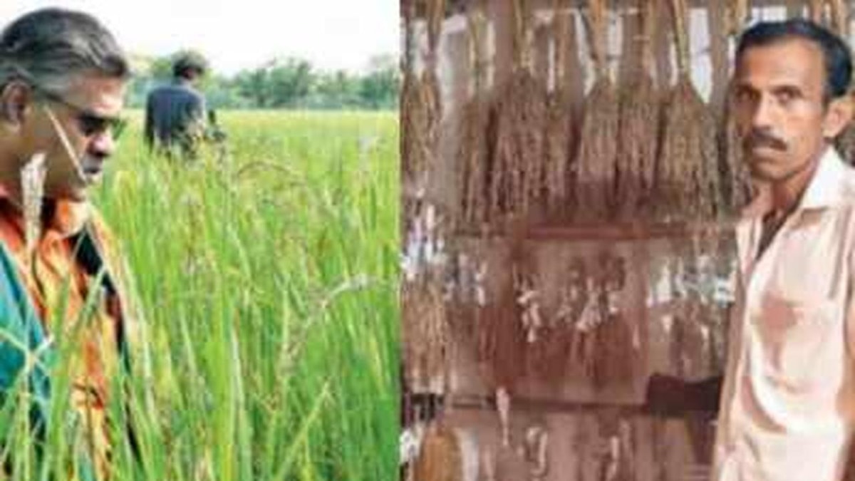 The Journey of Reviving Traditional Rice Varieties The Journey of Reviving Traditional Rice Varieties