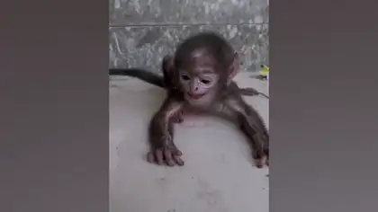 Baby Monkey Rescued Near Asarwa Civil Hospital After Timely Intervention