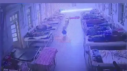 Dog Turns ‘Bag Thief’ in Mandsaur Runs Away With Bag Containing Jewellery Worth ₹4 Lakh