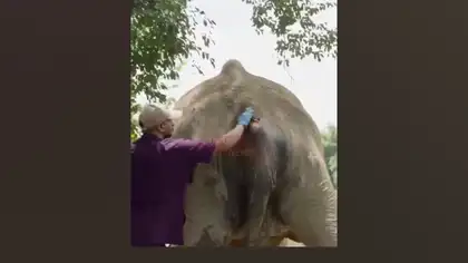 Elephant Joymoti Fights for Life After Severe Injuries Receives Special Treatment at Vantara