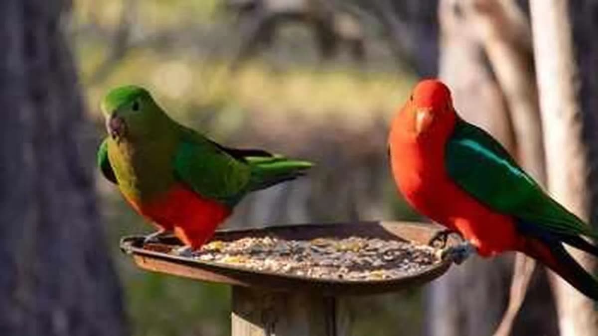Concerns Over H5N1 Virus Spread in Australia Concerns Over H5N1 Virus Spread in Australia
