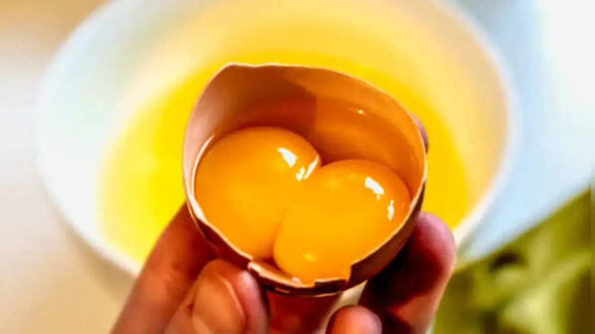 Double-Yolk Eggs: A Unique Creation of Nature Double-Yolk Eggs: A Unique Creation of Nature
