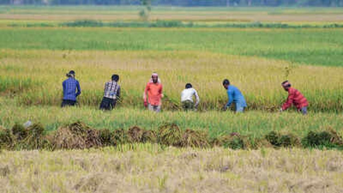 India's Monsoon Rainfall Deficit Reaches 14%, Farmers Concerned India's Monsoon Rainfall Deficit Reaches 14%, Farmers Concerned
