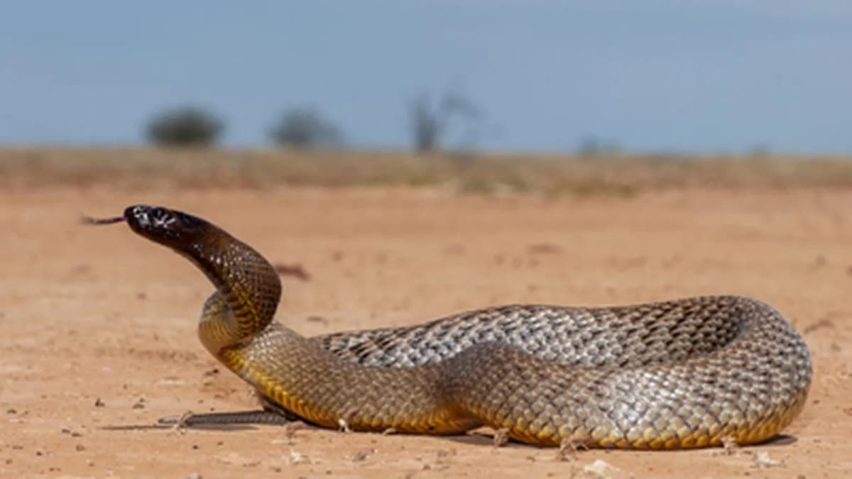 The Story of Kevin Budden: The Final Wish to Save a Snake The Story of Kevin Budden: The Final Wish to Save a Snake