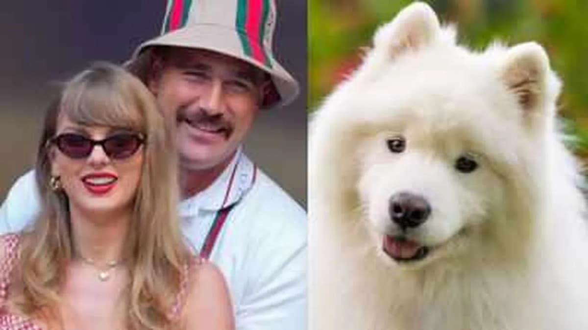 Taylor Swift and Travis Kelce Adopt Samoyed Dog Taylor Swift and Travis Kelce Adopt Samoyed Dog