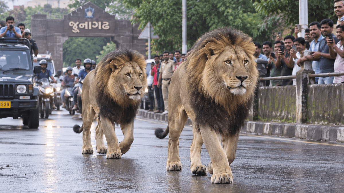 Two Male Lions Captivate People in Junagadh Two Male Lions Captivate People in Junagadh