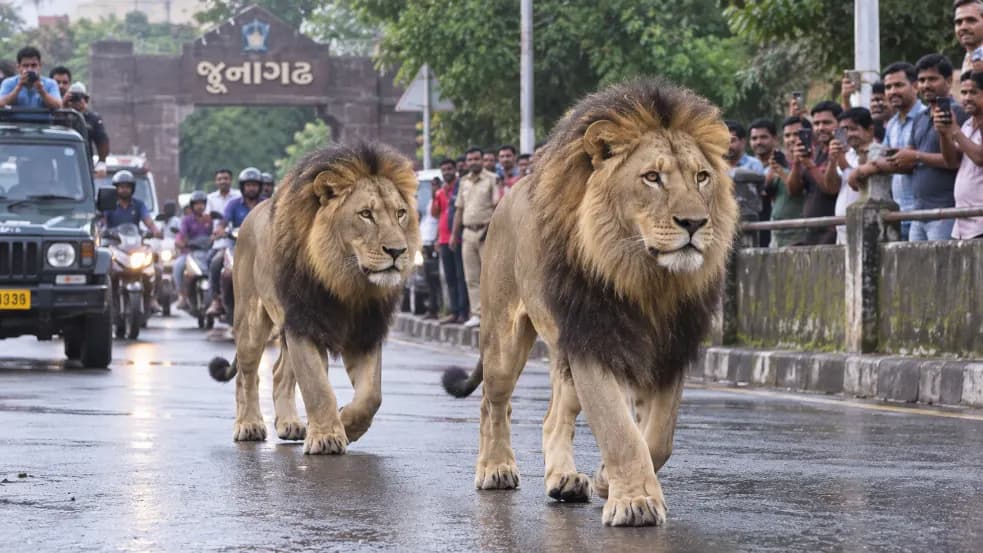Two Male Lions Captivate People in Junagadh Two Male Lions Captivate People in Junagadh