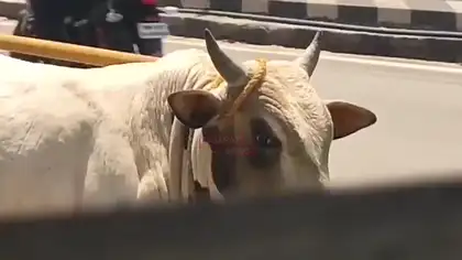 Stray Bull Collides Forcefully with Car in Tamil Nadu