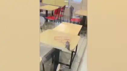 Rats Spotted on Tables at Rajkot McDonald’s Video Goes Viral Rats Spotted on Tables at Rajkot McDonald’s Video Goes Viral