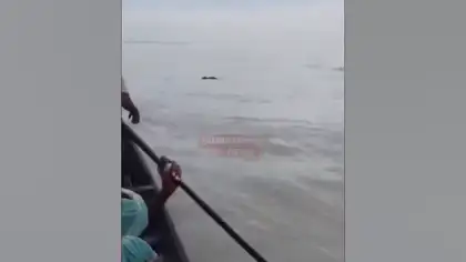 Stranded Elephant Calf Rescued in West Bengal, Reunited Safely With Its Mother