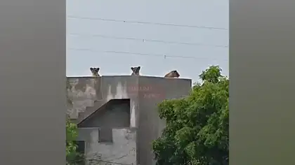 Lion Family Gathers on a Rooftop in Jundvadli Village Amid Heavy Rain