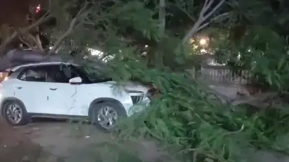 Old Tree Collapses onto Car in Bhuj, Causing Major Damage; Major Casualties Averted