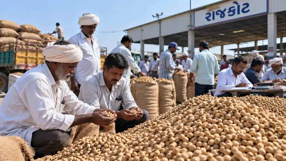 Over 52,800 Farmers Register for Peanut Sales in Rajkot Over 52,800 Farmers Register for Peanut Sales in Rajkot