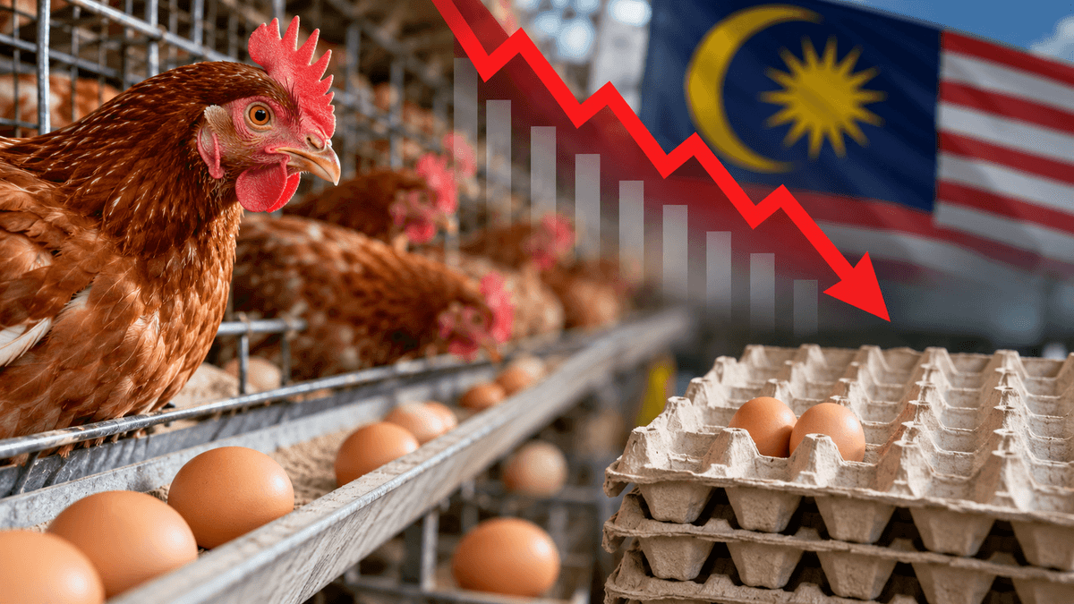 Significant Decline in Chicken Egg Production in Malaysia Significant Decline in Chicken Egg Production in Malaysia