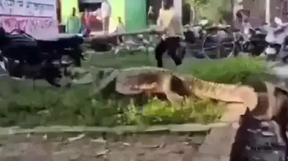 Crocodile Spotted Near Houses in Shahjahanpur, Rescued and Released into River