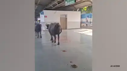 Buffaloes Roam Freely on Rani Kamlapati Station Platform, Video Viral