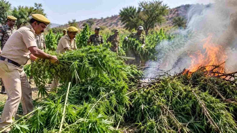 Rajasthan Destroys 7,577 Cannabis Plants Worth ₹11.76 Crore