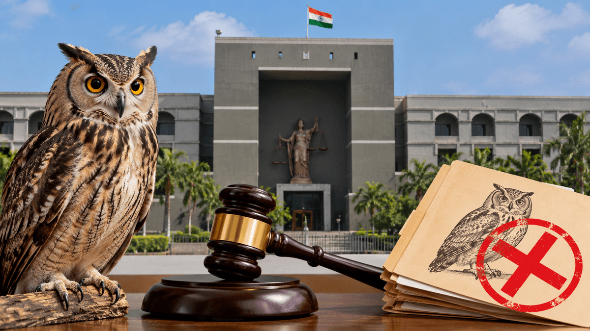 Gujarat High Court Dismisses Owl Possession Case Gujarat High Court Dismisses Owl Possession Case